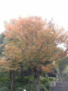 東京で見つけた秋の色